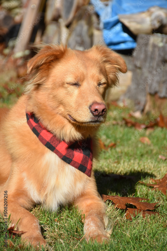 Little Red Duck Dog with His Eyes Closed Outside Little Red Duck Dog with His Eyes Closed Outside