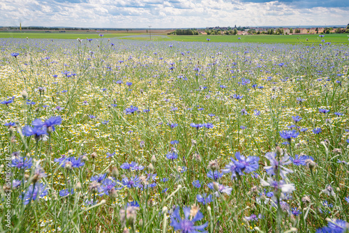 Kornblumen photo