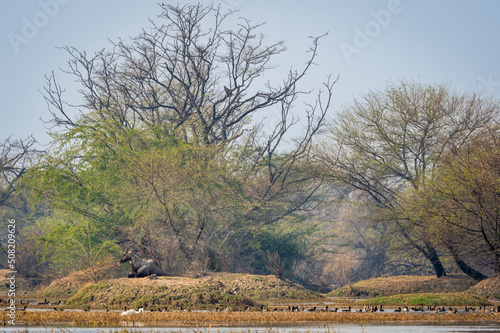 nilgai or blue bull or Boselaphus tragocamelus an asian antelope resting on mound in wetland or landscape of keoladeo national park or bharatpur bird sanctuary rajasthan india asia photo