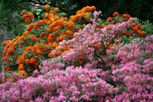 Flowers in Garden