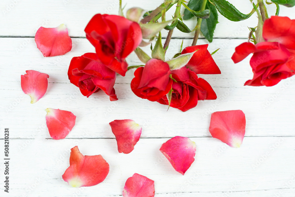 A bush of a bright red rose on a white wooden background. Holiday concept, beauty business, freelance, postcard. Birthday, Valentine's day, love. A bush of a bright red rose on a white wooden background. Holiday concept, beauty business, freelance, postcard. Birthday, Valentine's day, love.