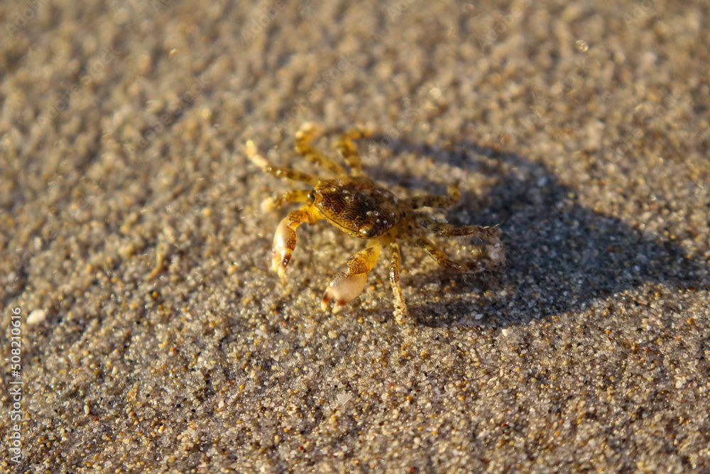 cangrejo bebe en la playa cangrejo bebe en la playa