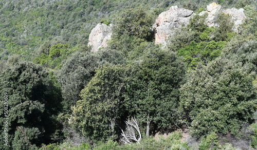 flore sauvage...corse