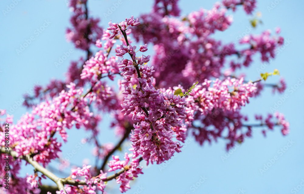 Eastern Redbud, or Eastern Redbud Cercis canadensis purple spring blossom in sunny day. Close-up of Judas tree pink flowers. Selective focus. Nature concept for design. Eastern Redbud, or Eastern Redbud Cercis canadensis purple spring blossom in sunny day. Close-up of Judas tree pink flowers. Selective focus. Nature concept for design.