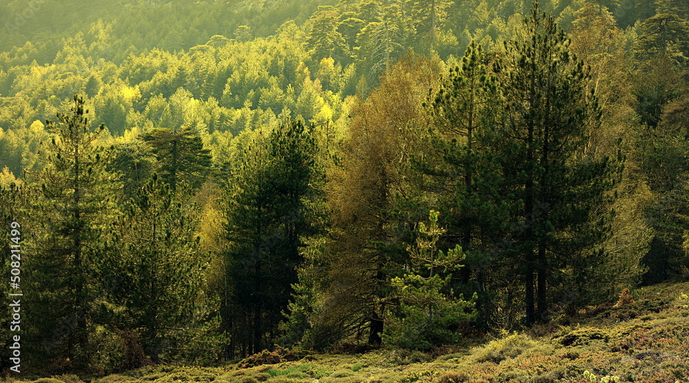forêt d'Aïtone forêt d'Aïtone