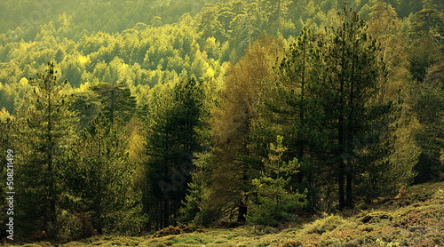 forêt d'Aïtone