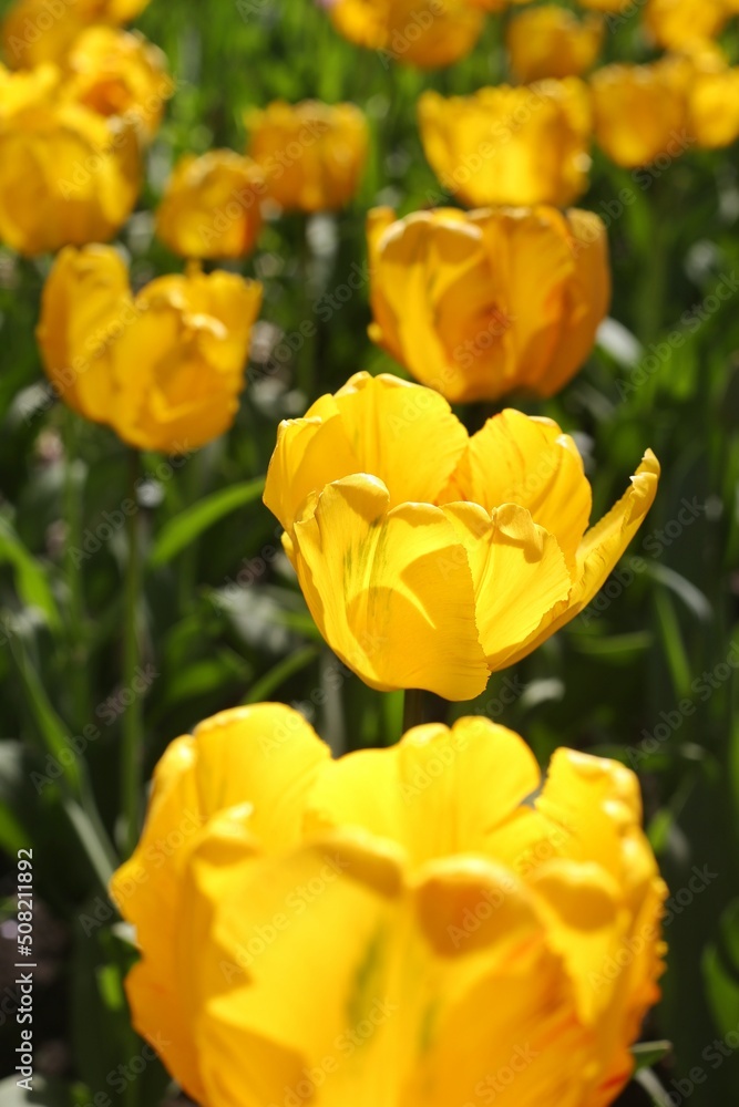 Yellow tulips grow in the park. Vertical photo Yellow tulips grow in the park. Vertical photo