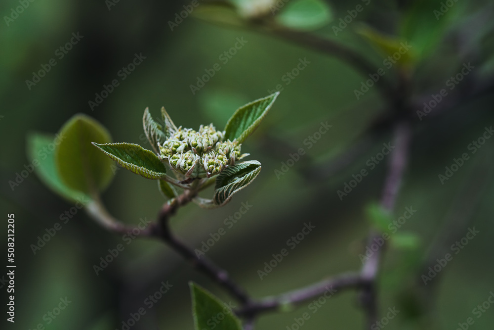 Beautiful spring vegetable green background close-up