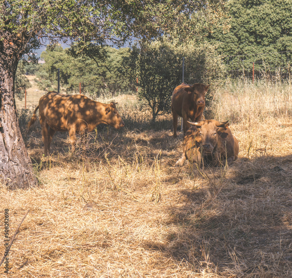 A group of red cows