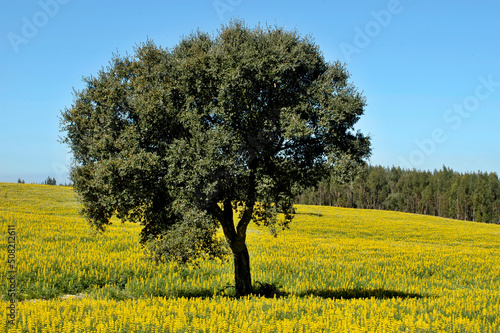 Typical colorful landscape in the Alentejo region - Portugal