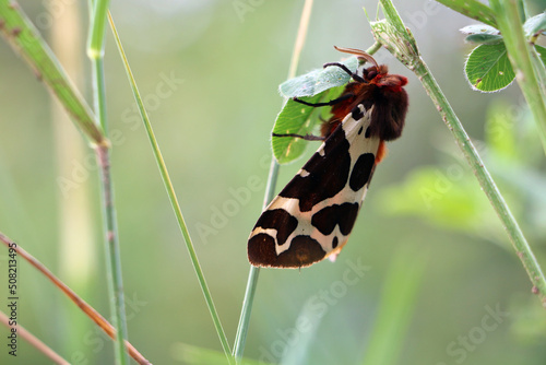 Closeup of a beautiful Garden Tiger moth - Arctia caja, moth found in a meadow, Lithuania