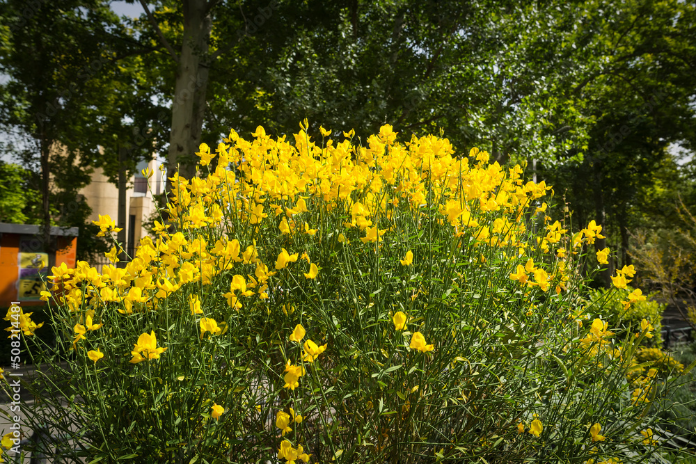 Obraz premium Spanish broom shrub in park