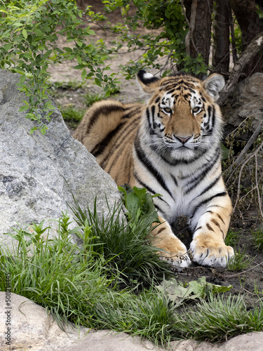 The large male Amur Tiger, Panthera tigris altaica, is resting in the grass.
