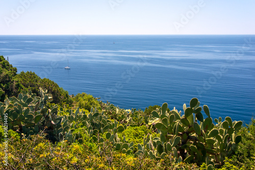 coastline of Sardinia, with blue sea. Mediterranean scrub and typical prickly pear cactus