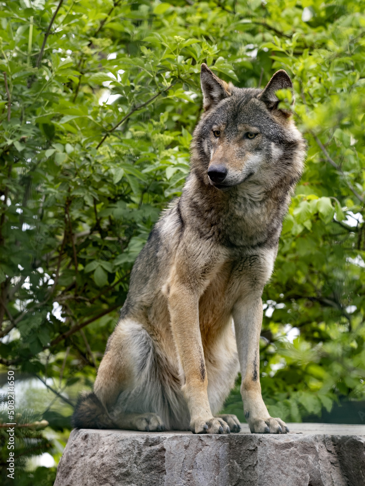 Gray Wolf, Canis l. lupus stands on a boulder and observes the surroundings. Gray Wolf, Canis l. lupus stands on a boulder and observes the surroundings.