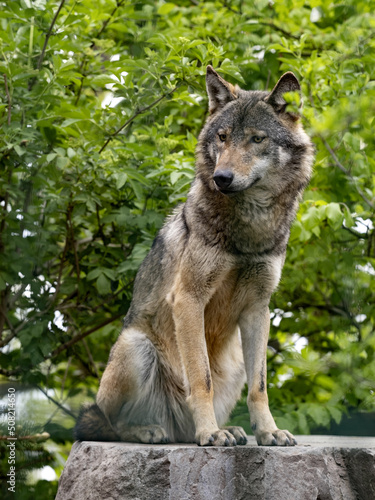 Gray Wolf  Canis l. lupus stands on a boulder and observes the surroundings.