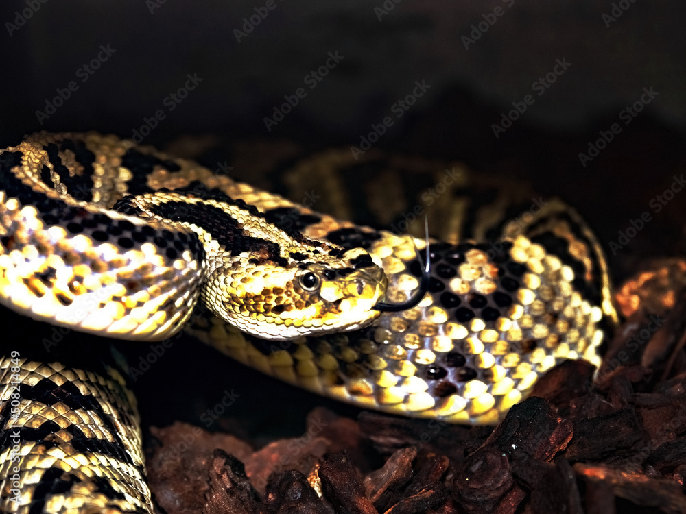 Obraz premium Portrait of a South American Bushmaster, Lachesis muta, South America's most venomous snake.