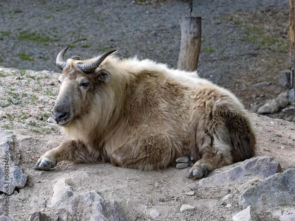 The rare Golden Takin, Budorcas t. Bedfordi, lies on a large boulder.