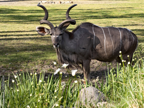 Fototapeta Naklejka Na Ścianę i Meble -  The male Greater kudu, Tragelaphus strepsiceros, stands by tall grass.