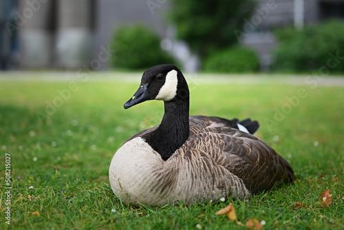 side view of canada goose on meadow
