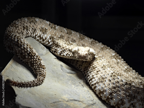 The Spider tailed horned viper, Pseudocerastes urarachnoides, is probably the rarest viper with a spider tail ending. photo