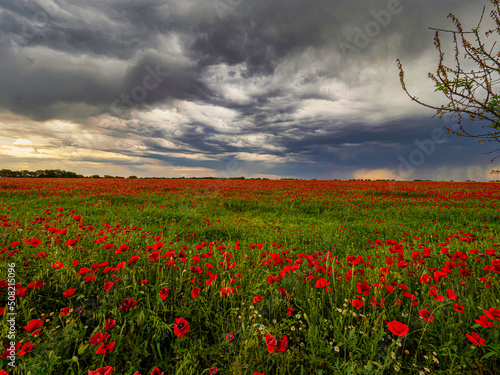 Campo de amapolas