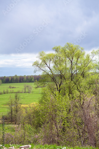 A beautiful lonely tree. With a large branched crown. Green fluffy branches with leaves. green meadows with fields. landscape. blue sky.park area.natural forest background. small depth of field. macro