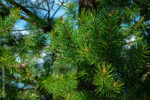 Green spruce branch. prickly needles with bumps appear. A beautiful fir branch with needles. Christmas tree in nature. conifers  cedar  pine. aspen. macro.natural forest background. A place to copy.