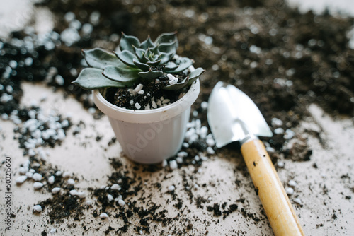 Transplanting a plant in white pot. Spatula with soil for a houseplant.