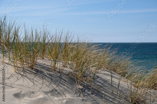 Fototapeta Naklejka Na Ścianę i Meble -  Sand dunes on the shore of the Baltic Sea. Marram grass (beach grass) growing in the sand. Landscape with beach sea view, sand dune and grass.