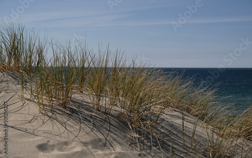 Sand dunes on the shore of the Baltic Sea. Marram grass (beach grass) growing in the sand. Landscape with beach sea view, sand dune and grass.