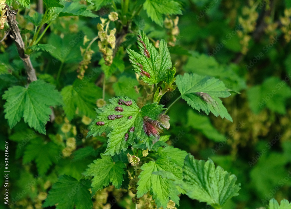 Currant leaf from fungal disease or aphids. Symptoms of damage - redness leaves of currant, brown blisters on green leaves. Disease of currants, infection with Gallic aphids (Anthracnose). Currant leaf from fungal disease or aphids. Symptoms of damage - redness leaves of currant, brown blisters on green leaves. Disease of currants, infection with Gallic aphids (Anthracnose).