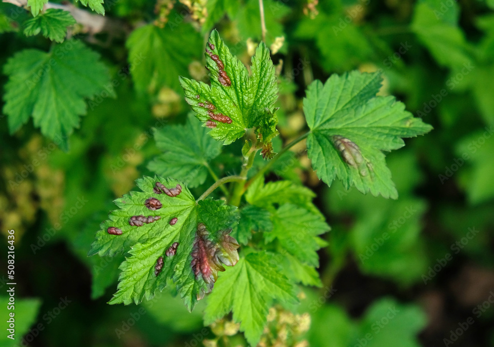 Currant leaf from fungal disease or aphids. Symptoms of damage - redness leaves of currant, brown blisters on green leaves. Disease of currants, infection with Gallic aphids (Anthracnose). Currant leaf from fungal disease or aphids. Symptoms of damage - redness leaves of currant, brown blisters on green leaves. Disease of currants, infection with Gallic aphids (Anthracnose).