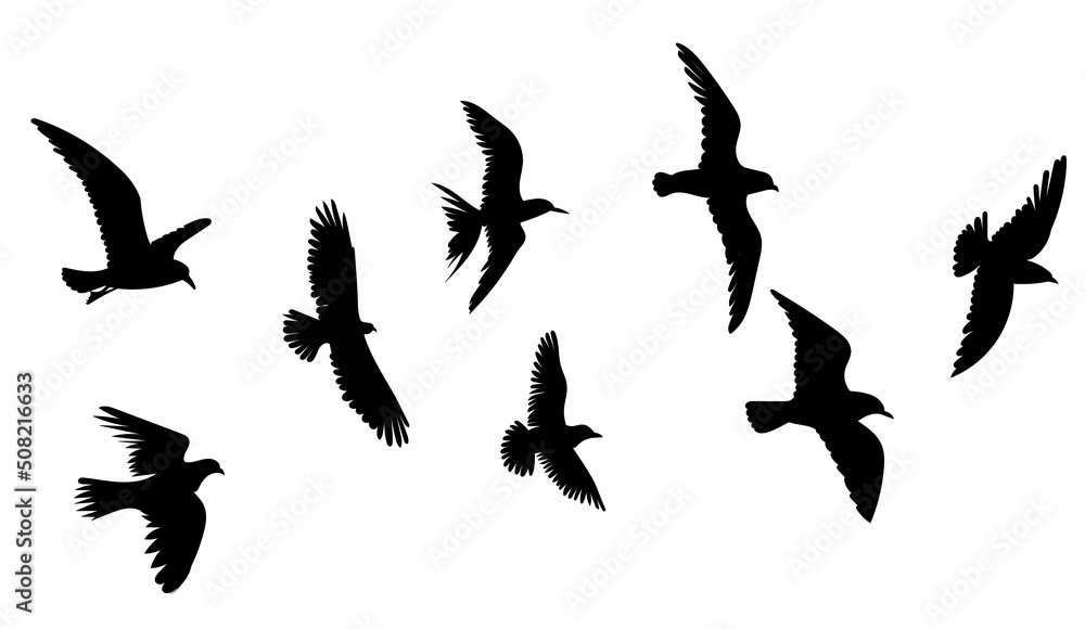 Fototapeta premium birds flying silhouette on white background, isolated, vector