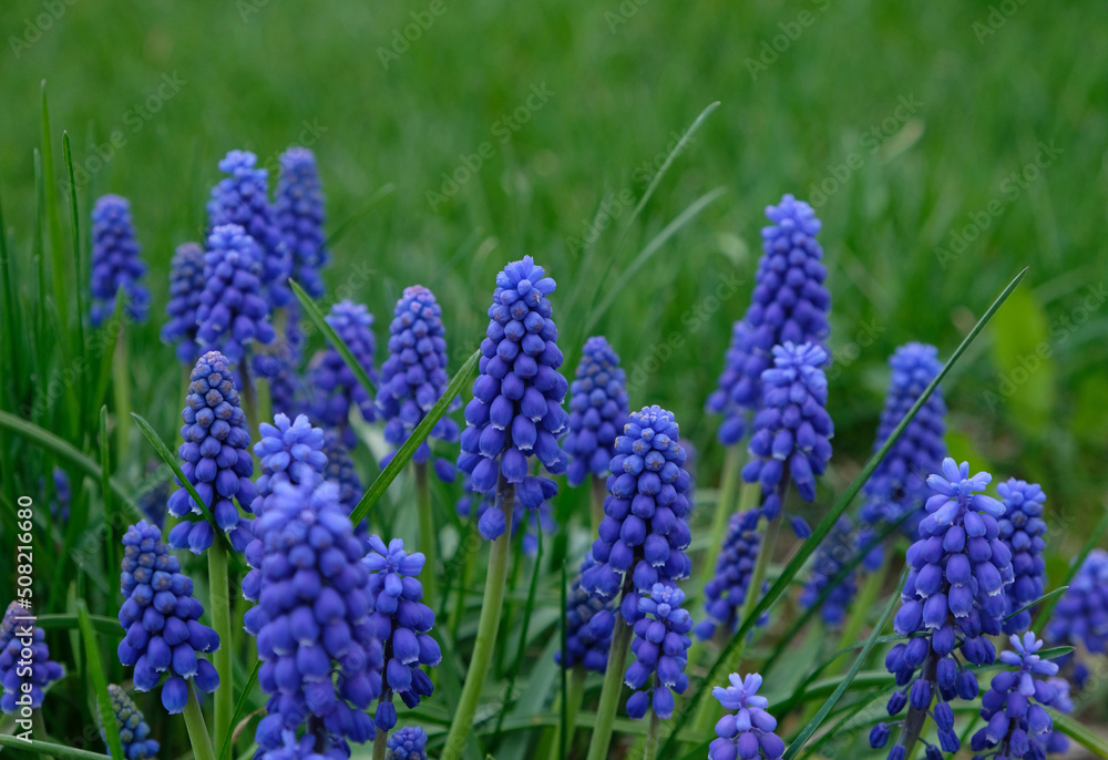 Group of Grape hyacinth (Muscari armeniacum) blooming in spring, selective focus and green grass background. Summer meadow with purple bell-shaped Muscari flowers, floral abstract natural background. Group of Grape hyacinth (Muscari armeniacum) blooming in spring, selective focus and green grass background. Summer meadow with purple bell-shaped Muscari flowers, floral abstract natural background.