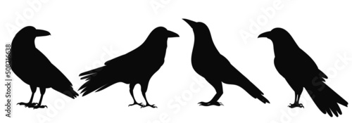 crows silhouette on white background, isolated, vector