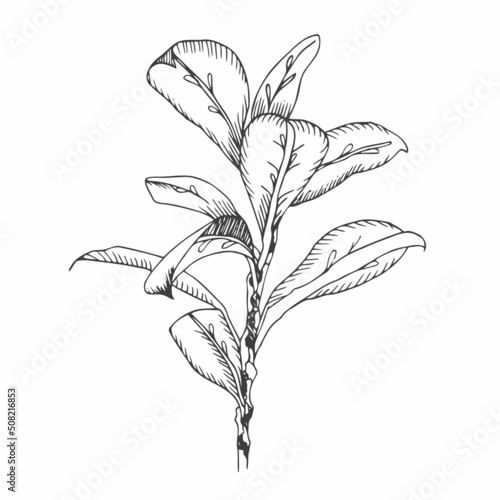 Brush branches with oval leaves vector collection. Black and white drawing of round-leaved plant. Ink floral illustration in vector