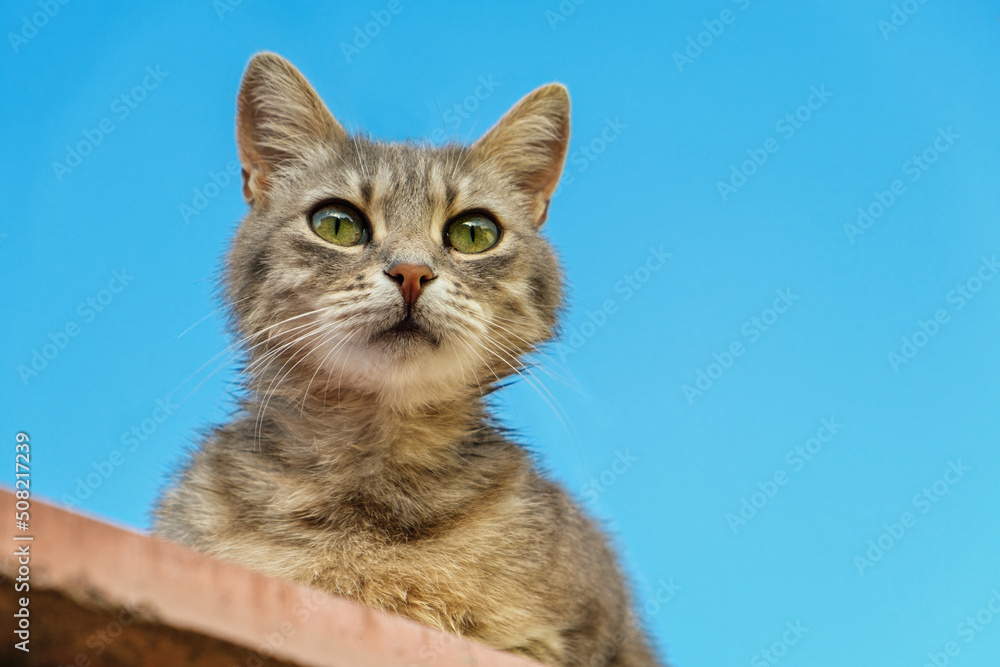Close up shot of a stray cat against blue sky.