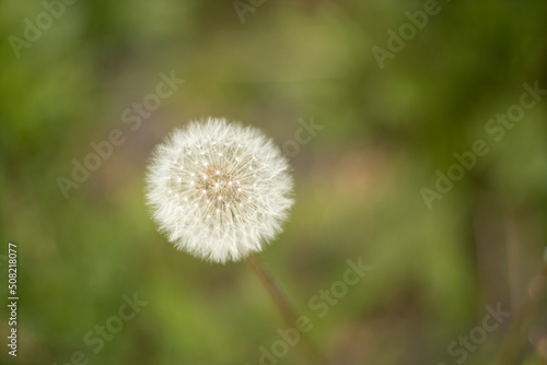 dandelion  white  fluffy one  close-up. In nature. The concept of life  nature  environment    wildlife  place for text  postcard  High quality photo