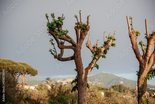 Trees pruned with pollard tree pruning method with fresh green leaves