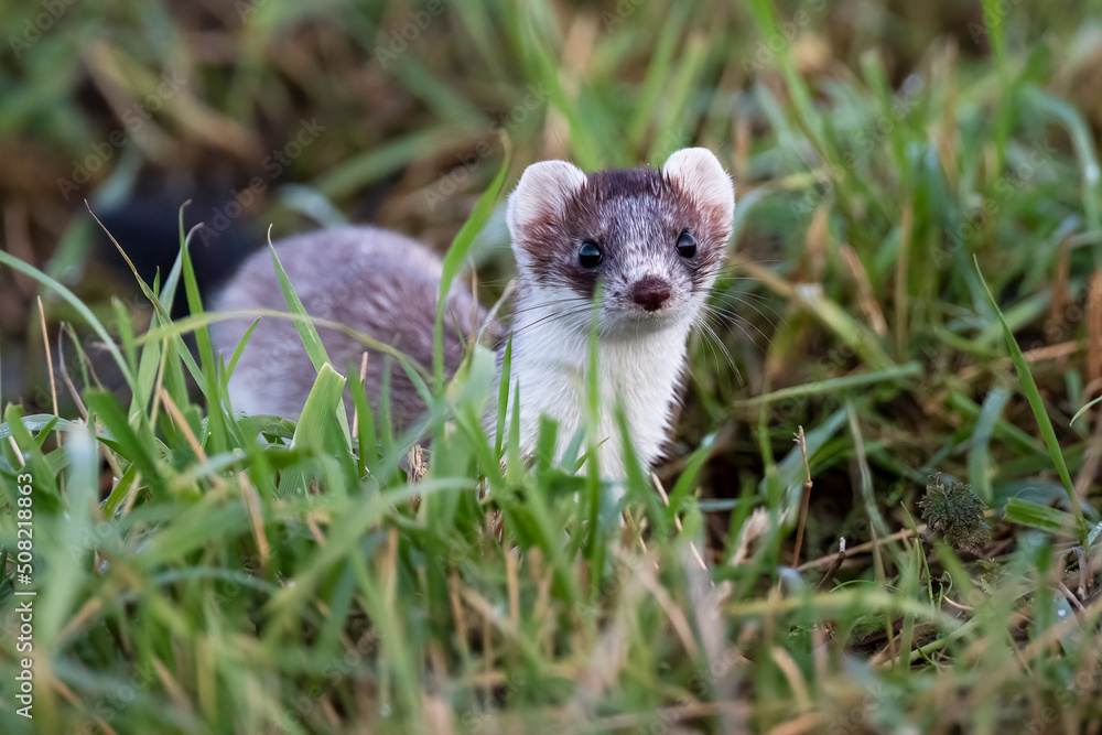 Fototapeta premium Eurasian ermine in the grass
