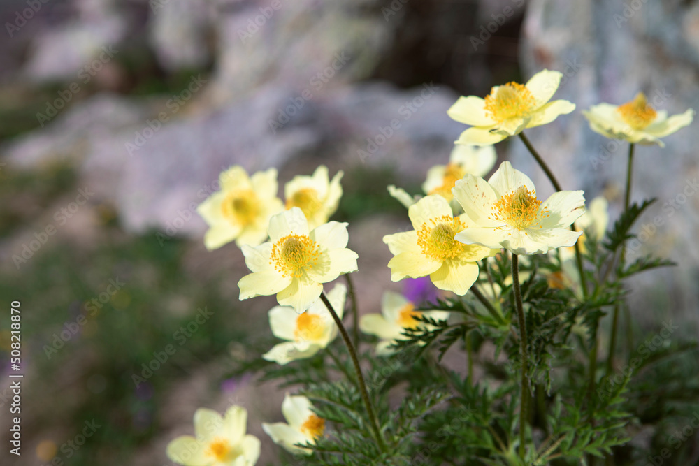 Pulsatilla alpina, alpine anemone, bunch of yellow wildflowers at the high mountain meadow close-up. Bunch of beautiful blooming flowers by spring day in swiss Alps. Flora of Switzerland. Pulsatilla alpina, alpine anemone, bunch of yellow wildflowers at the high mountain meadow close-up. Bunch of beautiful blooming flowers by spring day in swiss Alps. Flora of Switzerland.