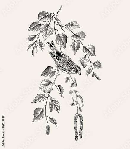 There is Serin bird in birch branches. Vector vintage classic composition. Black and white