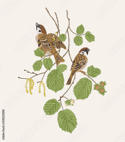 There are two Sparrows bird in hazelnut branches. Vector vintage classic composition.