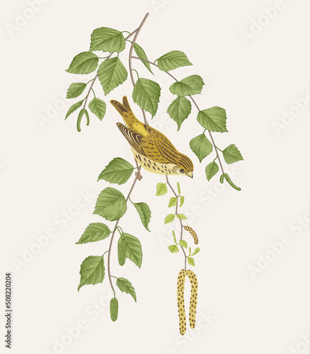 There is Serin bird in birch branches. Vector vintage classic composition.