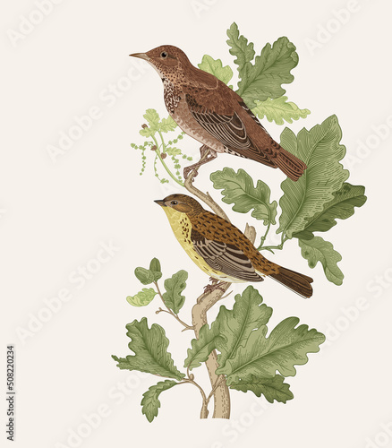 There are two birds in oak branches. Vector vintage classic composition.