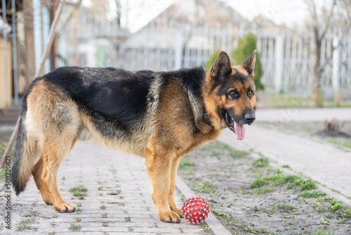 Beautiful german shepherd dog outdoor