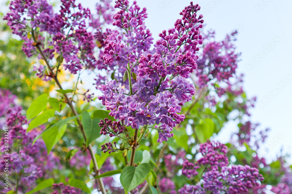 lilac flowers of the lilac bush. spring flowers