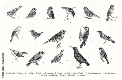 Fototapete Birds. Set. Vector vintage illustrations. Black and white