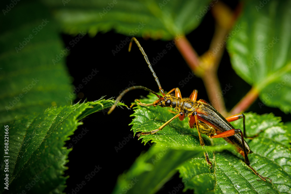 Variabler Stubbenbock (Stenocorus meridianus) Variabler Stubbenbock (Stenocorus meridianus)